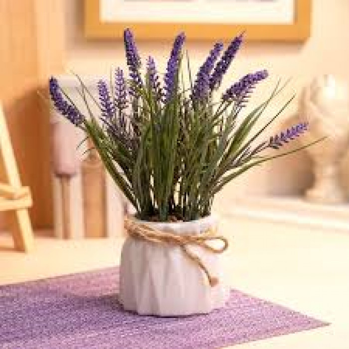 Лаванда в Каскелене