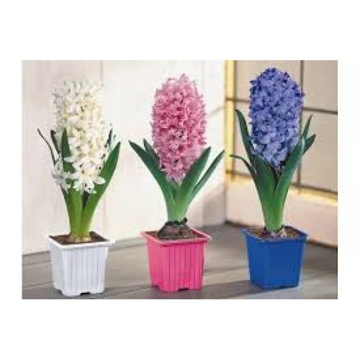 Гиацинты в Каскелене