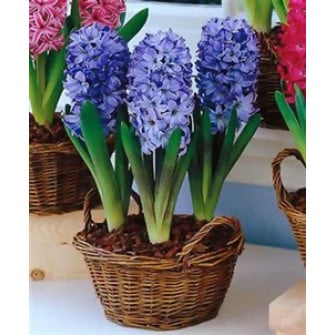 Синие гиацинты