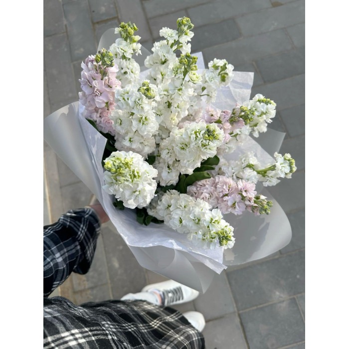 Маттиола в Каскелене