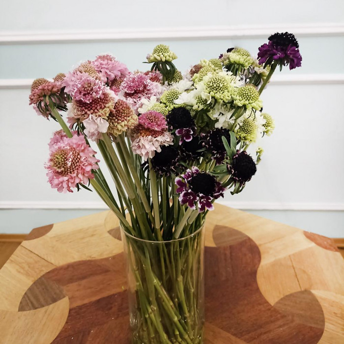 Скобиоза в Каскелене