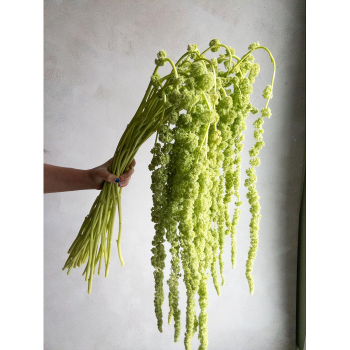 Амарантус в Каскелене