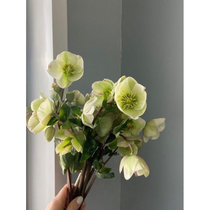 Хелеборус в Каскелене