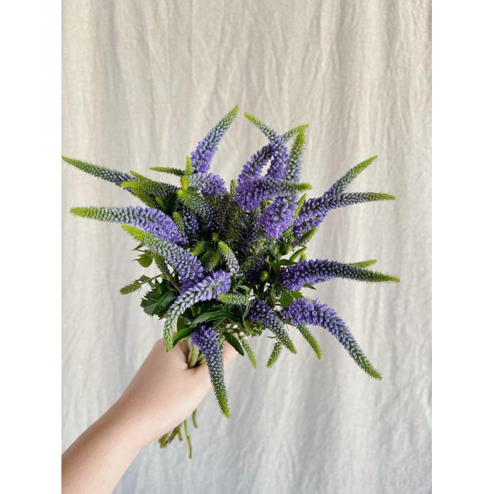 Вероника в Каскелене