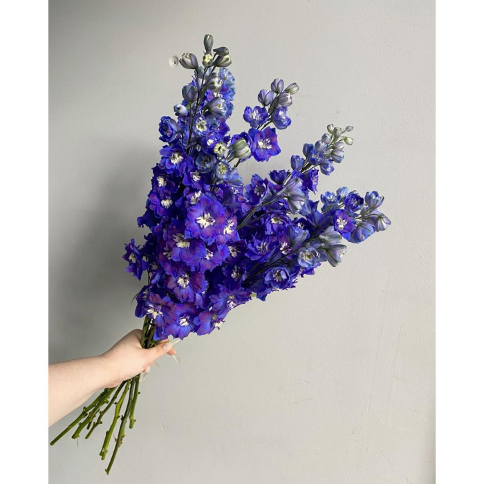 Делфиниум в Каскелене