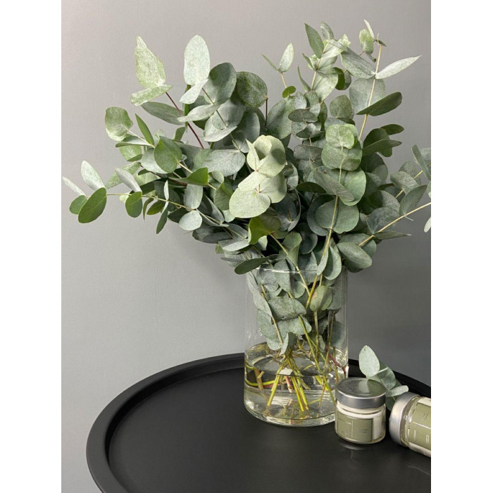 Эвкалипт в Каскелене