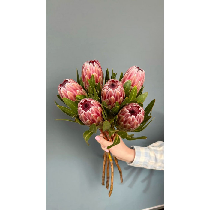 Протея в Каскелене