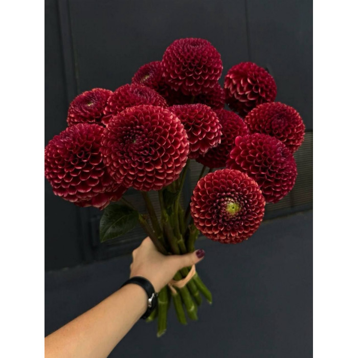 Георгины в Каскелене