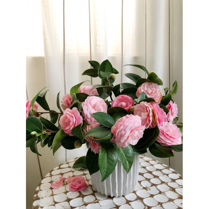 Камелия в Каскелене