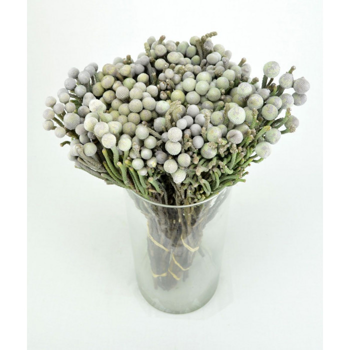 Бруния в Каскелене