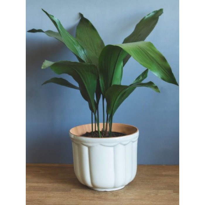 Аспидистра в Каскелене