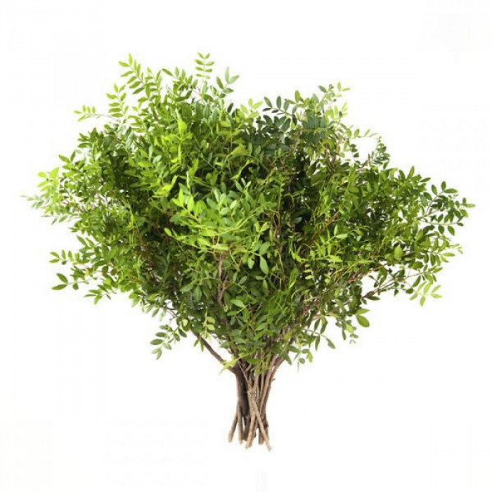 Писташ в Каскелене