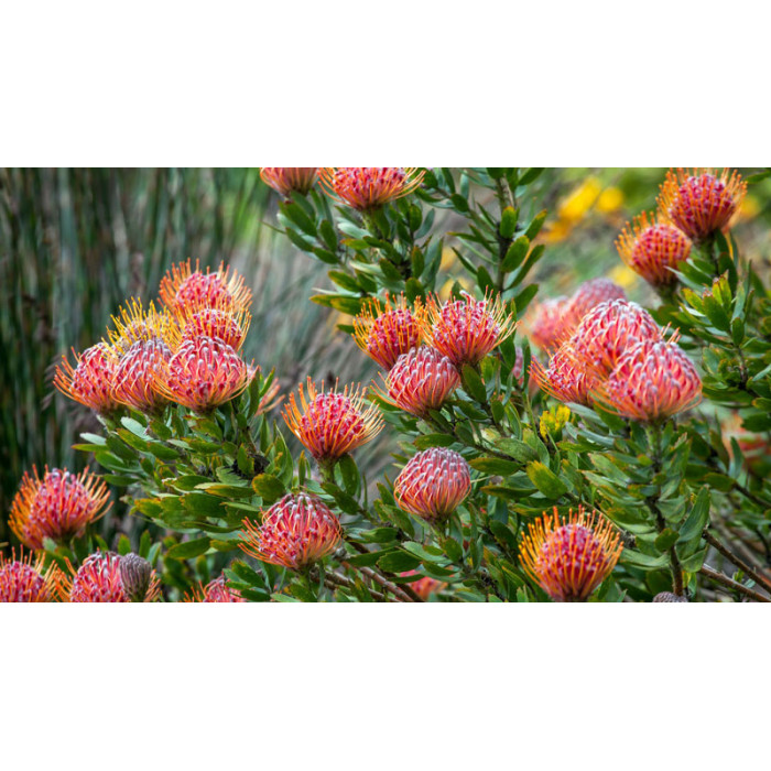 Леукоспермум в Каскелене