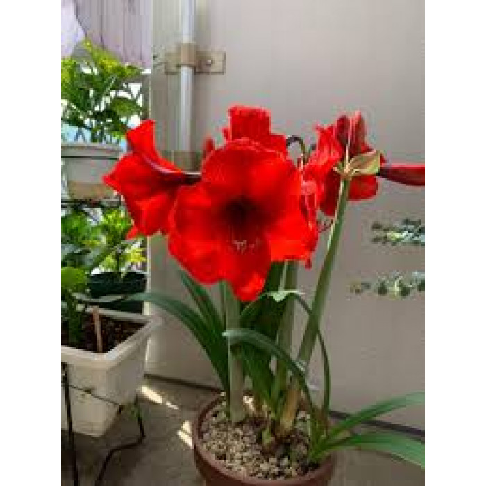 Амариллис в Каскелене