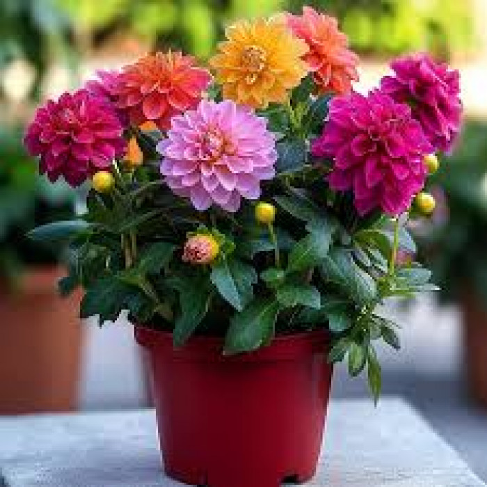 Георгины в Каскелене