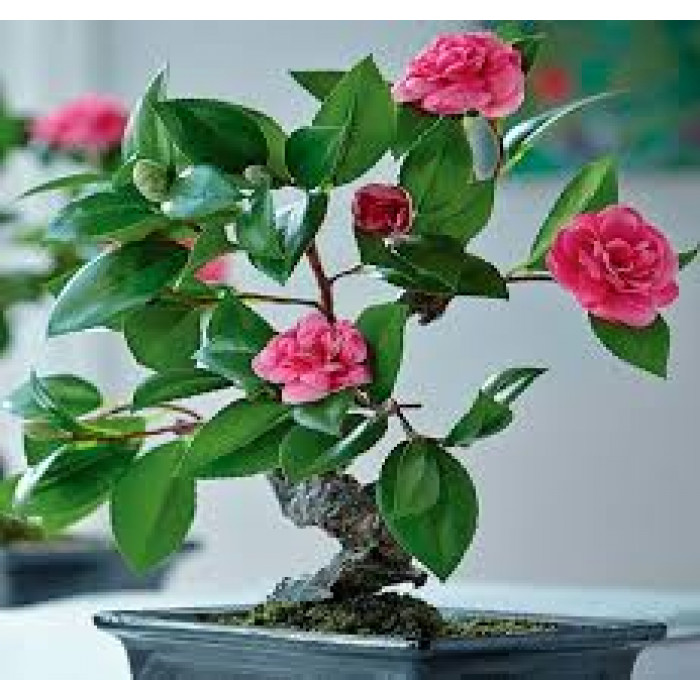 Камелия в Каскелене