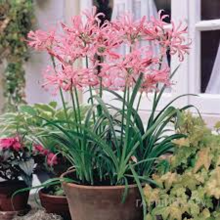 Нерине в Каскелене