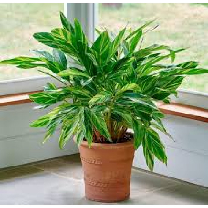 Альпиния в Каскелене