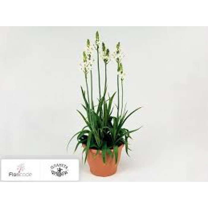 Орнитогалум в Каскелене