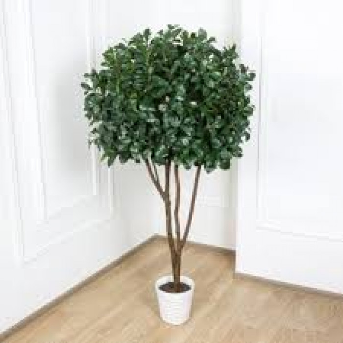 Рускус в Каскелене