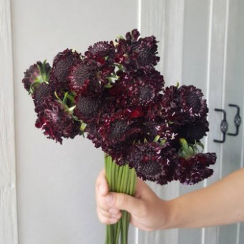 Букет из фиолетовой скобиозы